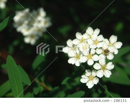 鹹魚 鹹魚 286131