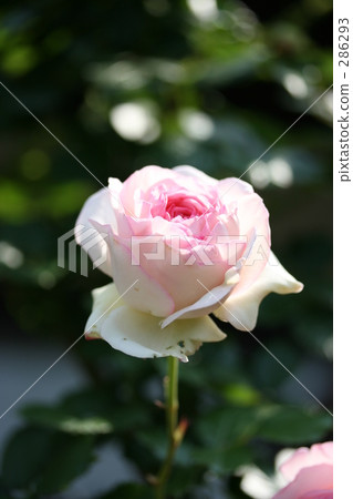 Pierre de Ronzar 2008 Part 7 286293