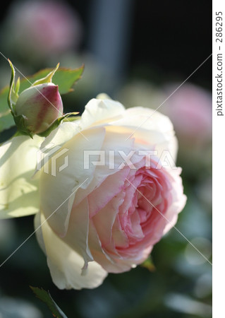 Pierre de Ronzar 2008年第5部分 286295