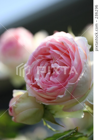 Pierre de Ronzaar 2008 Part 4 286296