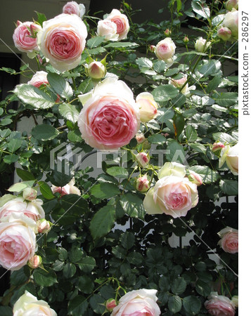 Pierre de Ronzaar 2008 Part 3 286297