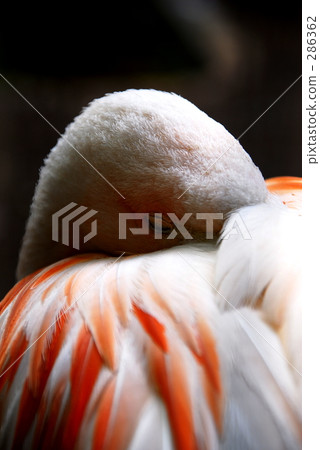 Drowsy Flamingo 286362