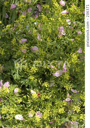 桃花瓣和娜娜 286371