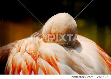 發生的火烈鳥 發生的火烈鳥 286372