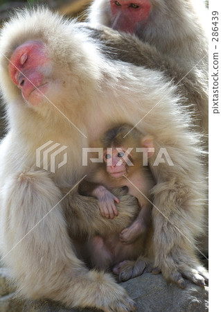 雪猴 地獄谷 日本獼猴 286439