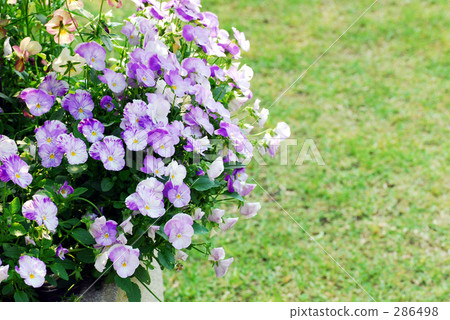 Viola Viola 286498