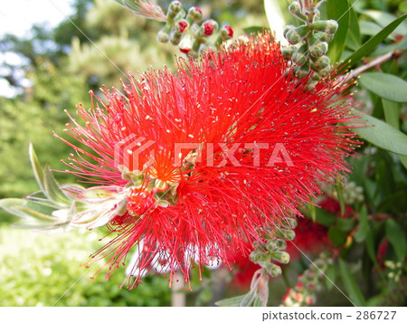 Red gauze garden plant (2) 286727