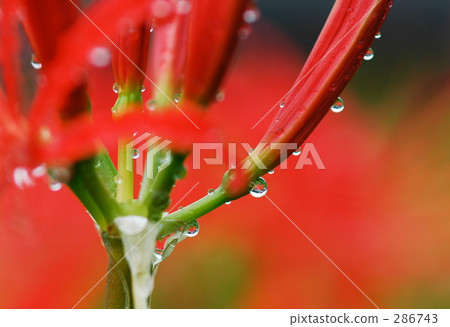 Higanki flowers and drops Higanki flowers and drops 286743