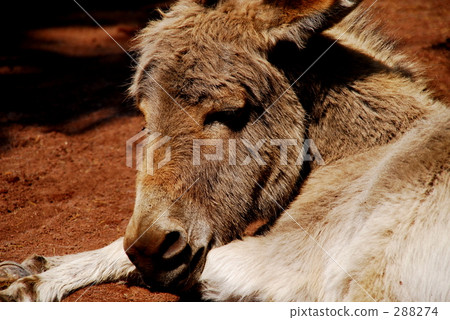 Donkey Donkey 288274