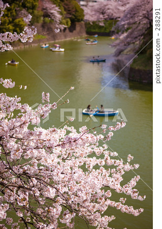 Cherry blossoms at Chidorigafuchi Cherry blossoms at Chidorigafuchi 288291