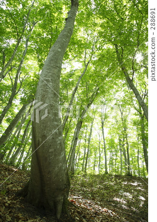 Beech forest 288691