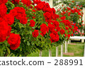Roses aki 288991