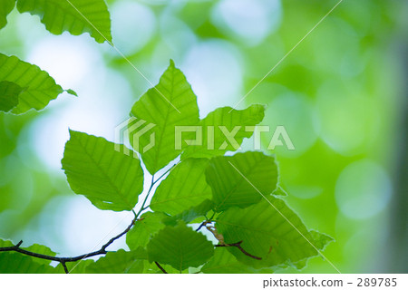 新鮮的綠色魚 新鮮的綠色魚 289785