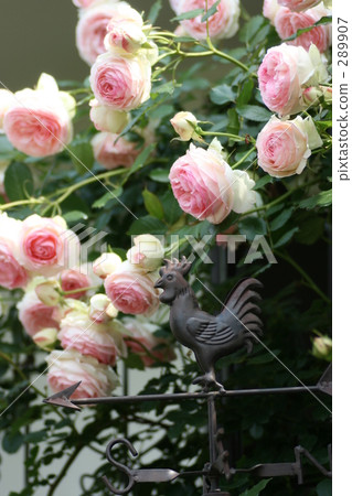 Object and rose Object and rose 289907