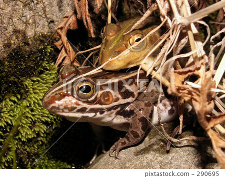 春 春天 兩棲的 290695