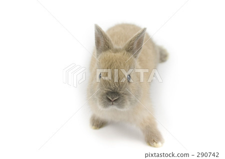 Netherland Dwarf 3 months 290742