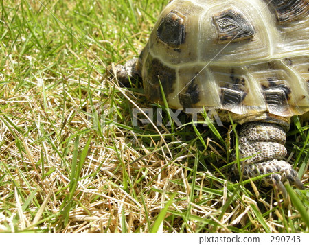 Momo-chan Momo-chan 290743