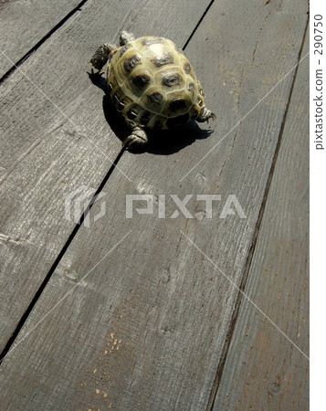 莫莫瓚 莫莫瓚 290750