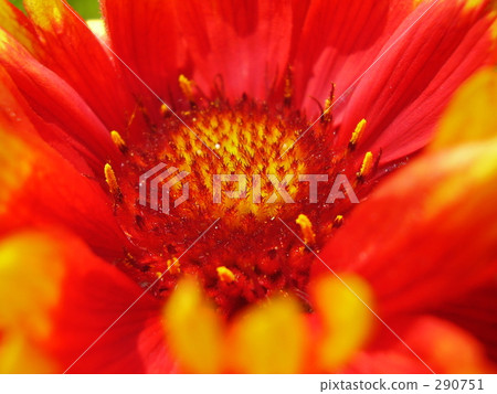 Texas · daisy red 290751