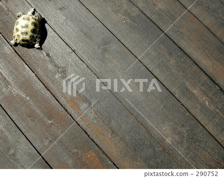 Momo-chan Momo-chan 290752