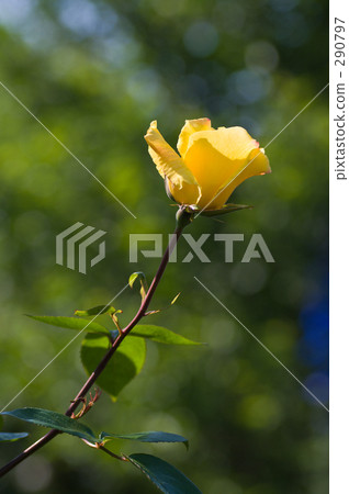 Rose   290797