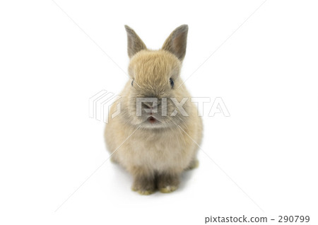 Netherland Dwarf 3 months Netherland Dwarf 3 months 290799