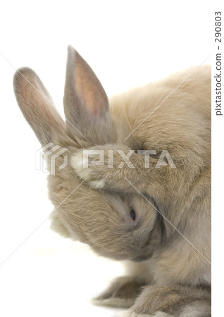 Netherland Dwarf 3 months Netherland Dwarf 3 months 290803