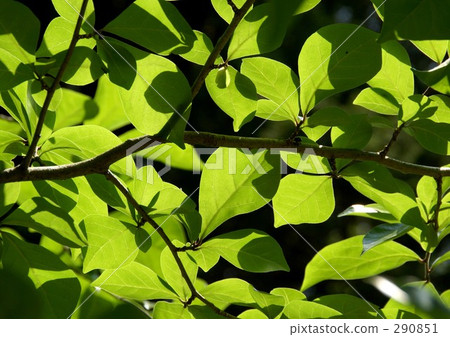 Leaves of pokeweed 290851