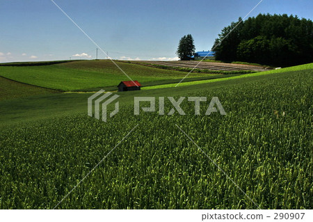 初夏的美瑛 290907