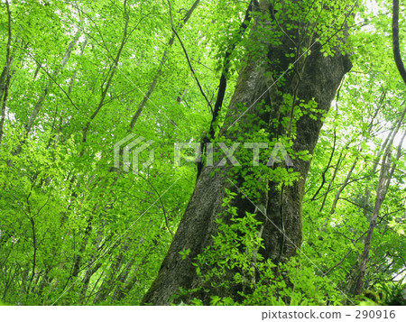 一棵大樹在原始森林裡 290916