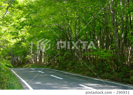 夢想森林的隧道 夢想森林的隧道 290931