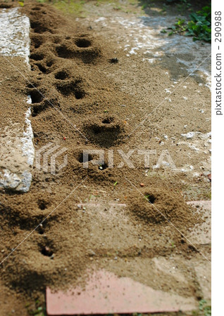 Ali's nest (6) Ali's nest (6) 290988