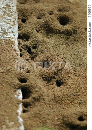 Ali's nest (1) 290996