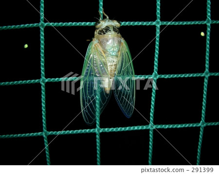 蟬 291399