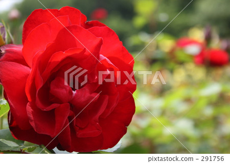 Lily Marlain (rose) 291756