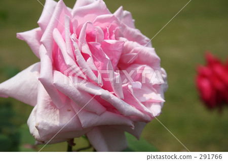 La, France (rose) 291766