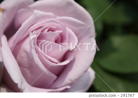 Blue Moon (Rose) 291767