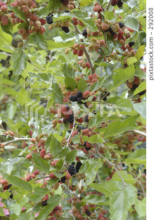 Satoyama的味道 292008