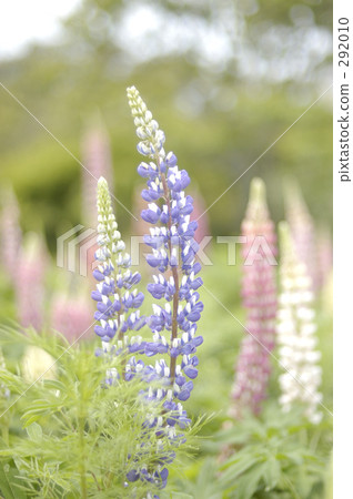  Lupine 292010