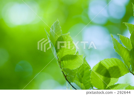 山毛櫸葉子 山毛櫸葉子 292644