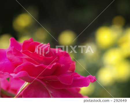 一朵桃紅色玫瑰的花 一朵桃紅色玫瑰的花 292649