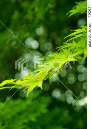 紅葉 夏季素材 楓樹 292684