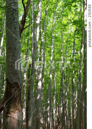 山毛櫸森林 山毛櫸森林 292688