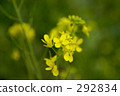 may, rape blossoms, rape 292834