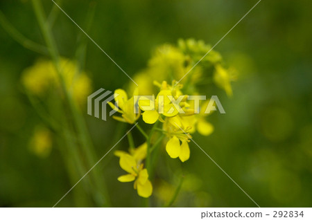 五月 油菜花 強奸的花朵 292834