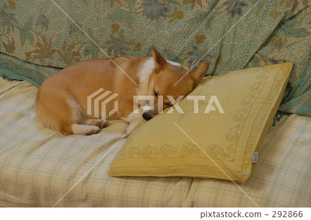 在午睡期間 在午睡期間 292866