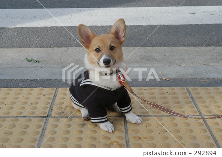 Corgi In A Suit