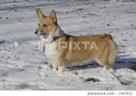 I have snow on my nose. 292912