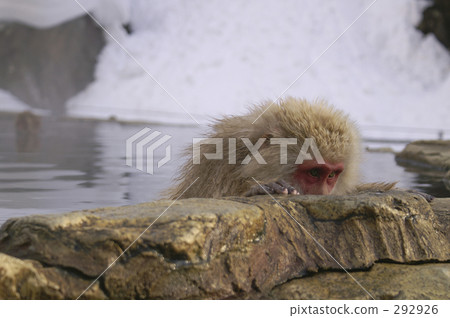 A monkey who asks for appearance with his eyes A monkey who asks for appearance with his eyes 292926