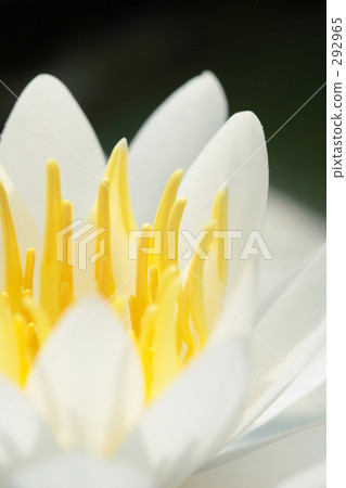 Water lily _ 004 292965